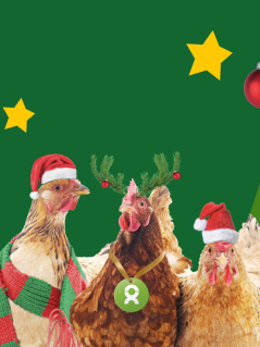Hühner mit Weihnachtsdeko