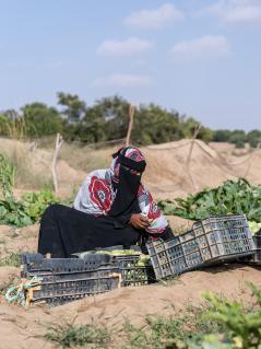 Mohammed Salem Mahot (rechts) und Arwa Ali Nabit (links) ernten Zucchinis auf einem von ihnen neu geschaffenen Gemüsefeld. Mohammed Salem Mahot (rechts) trägt eine Kiste mit Zucchini auf der Schulter, während Arwa Ali Nabit (links) auf dem Anbaufeld hockt und die geernteten Zucchinis in graue Kisten packt.