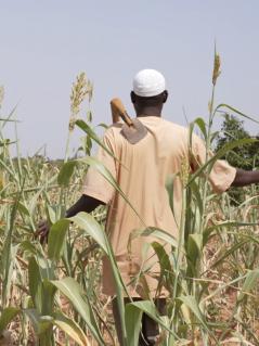 Idrissa Ouedraogo ist ein Bauer in Burkina Faso. Seine Hirse-, Mais- und Bohnenernte ist aufgrund der ausbleibenden Regenfälle verdorrt, seine Tiere haben nichts mehr zu fressen. Vor ein paar Jahren konnte er seine Ernte verkaufen und mit dem Erlös seine Kinder zur Schule schicken und sie medizinisch versorgen. Jetzt reicht das Geld nicht mehr aus. Idrissa Ouedraogo ist ein Bauer in Burkina Faso. Er steht in einem Getreidefeld, das sehr trocken aussieht. Er hat der Kamera den Rücken zugedreht und trägt eine Hacke über der Schulter.