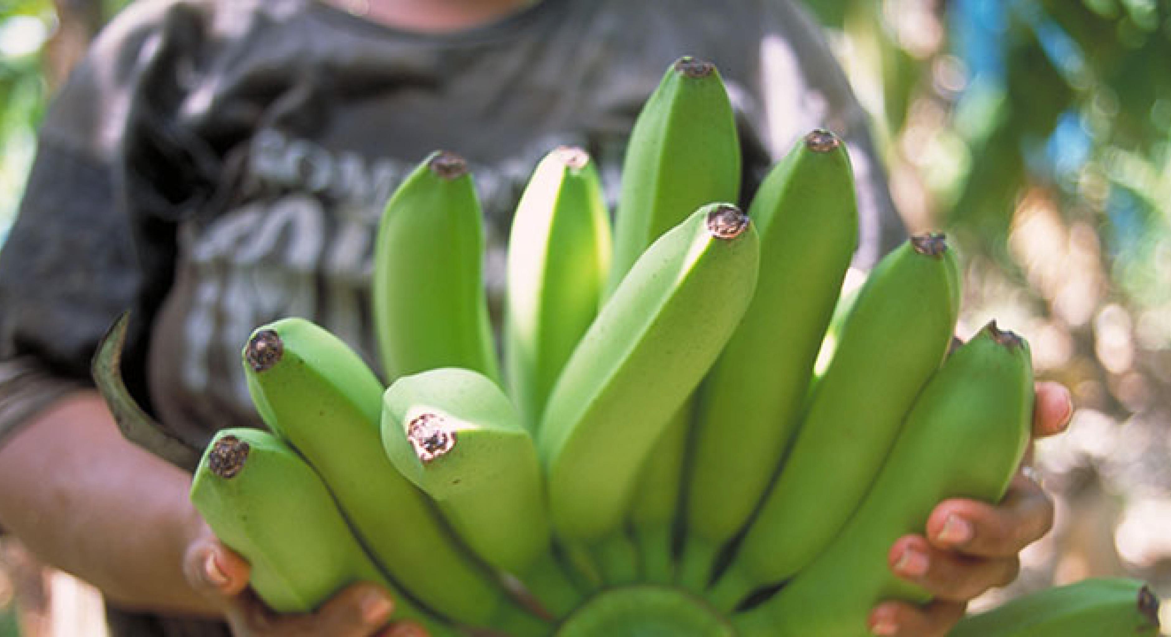 Oxfam-Studie Bittere Bananen