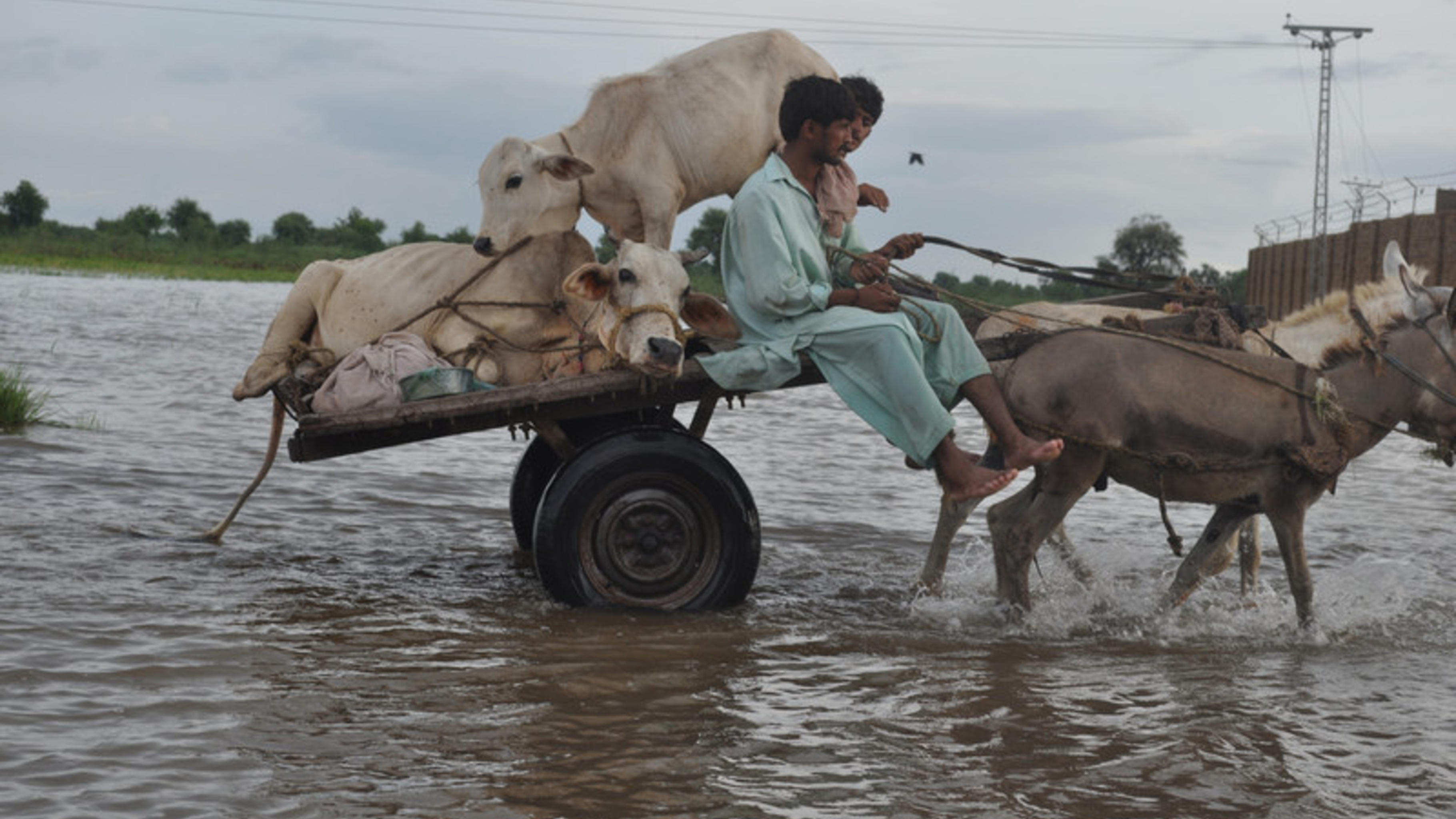 Sanghar in der Provinz Sindh: Vieh wird vor den Fluten geret