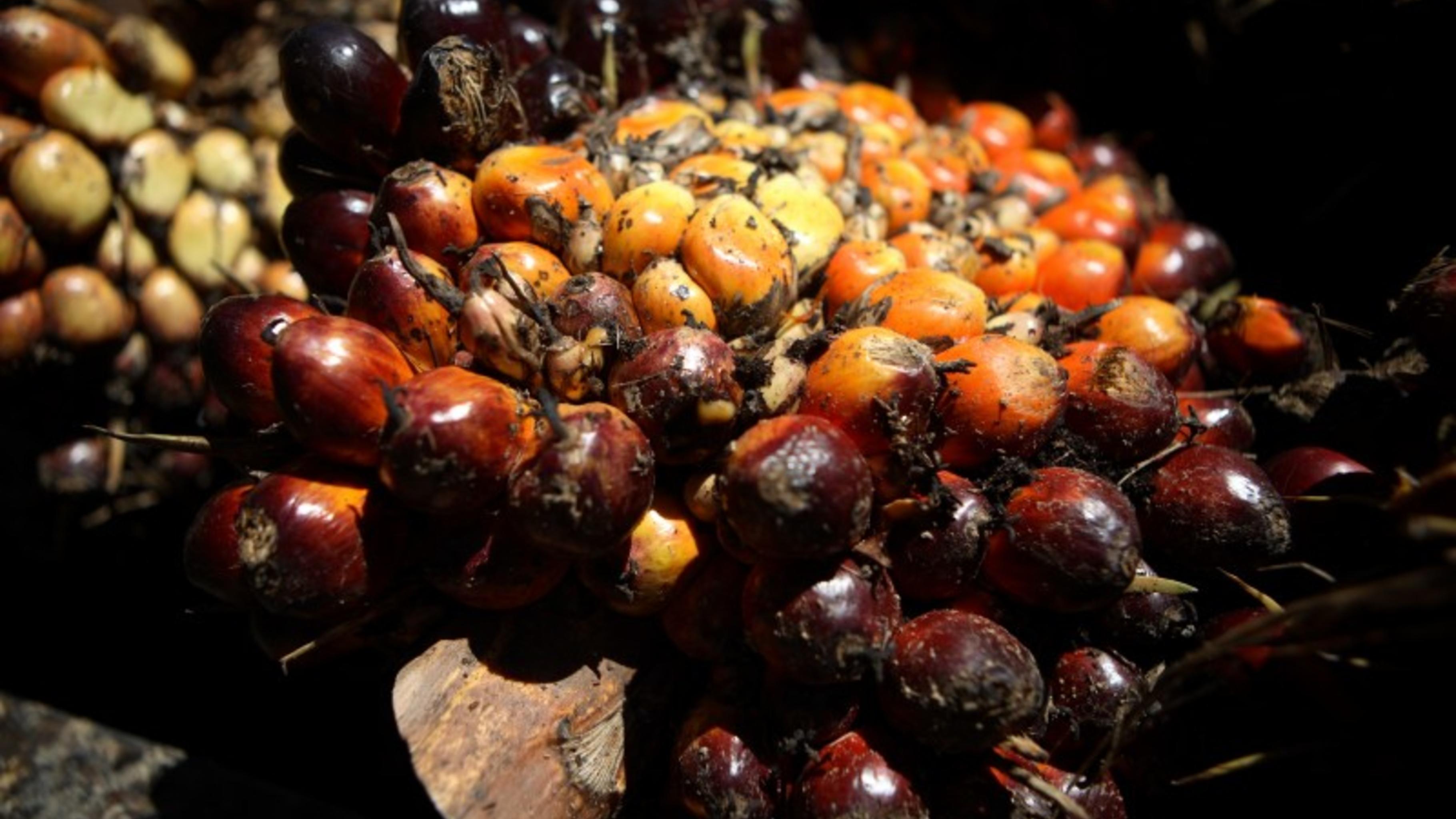 Früchte der Ölpalme - Rohstoff für Biosprit