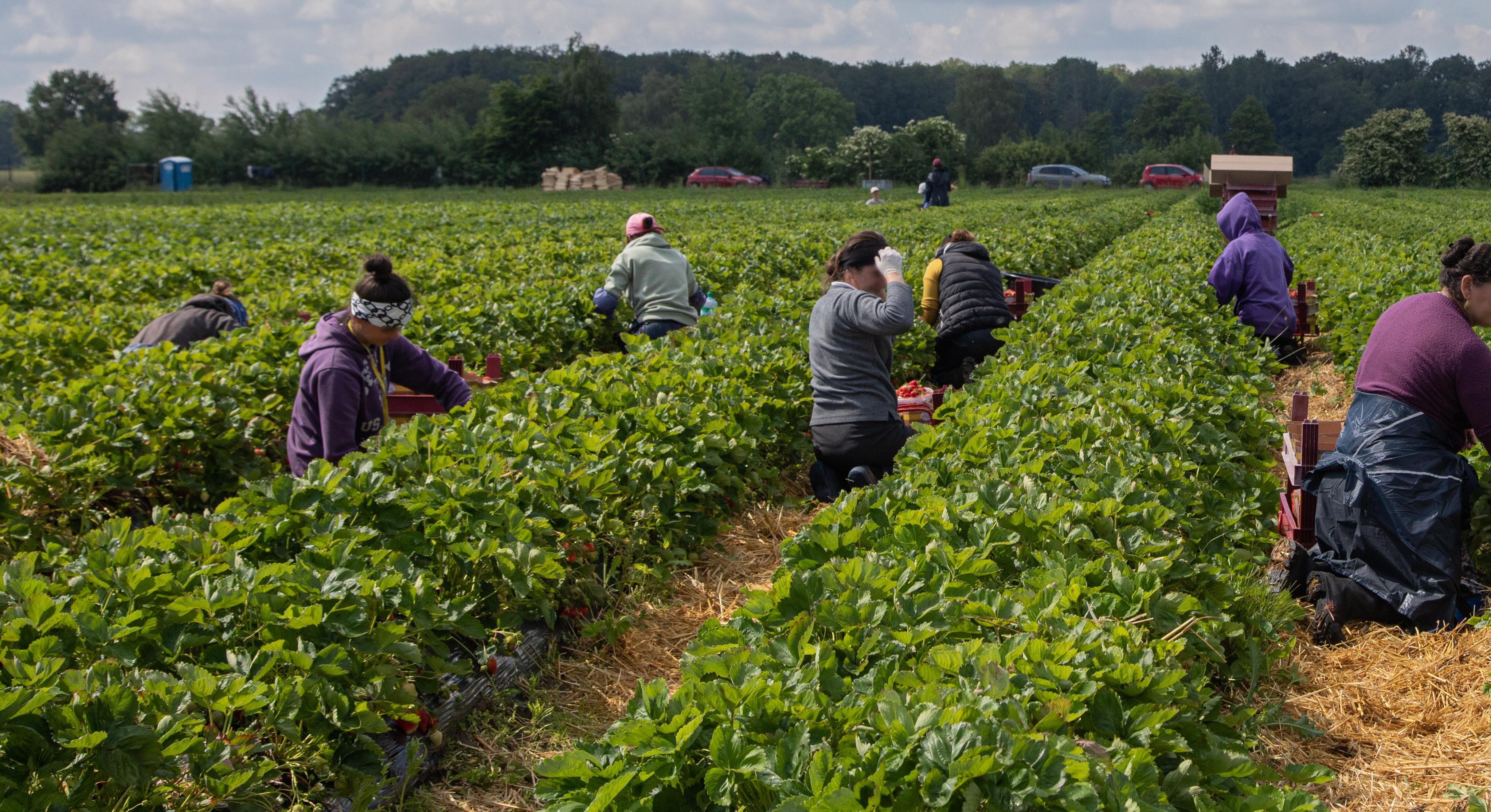 Zwischen langen Pflanzen-Reihen kniend ernten Arbeiter*innen Erdbeeren