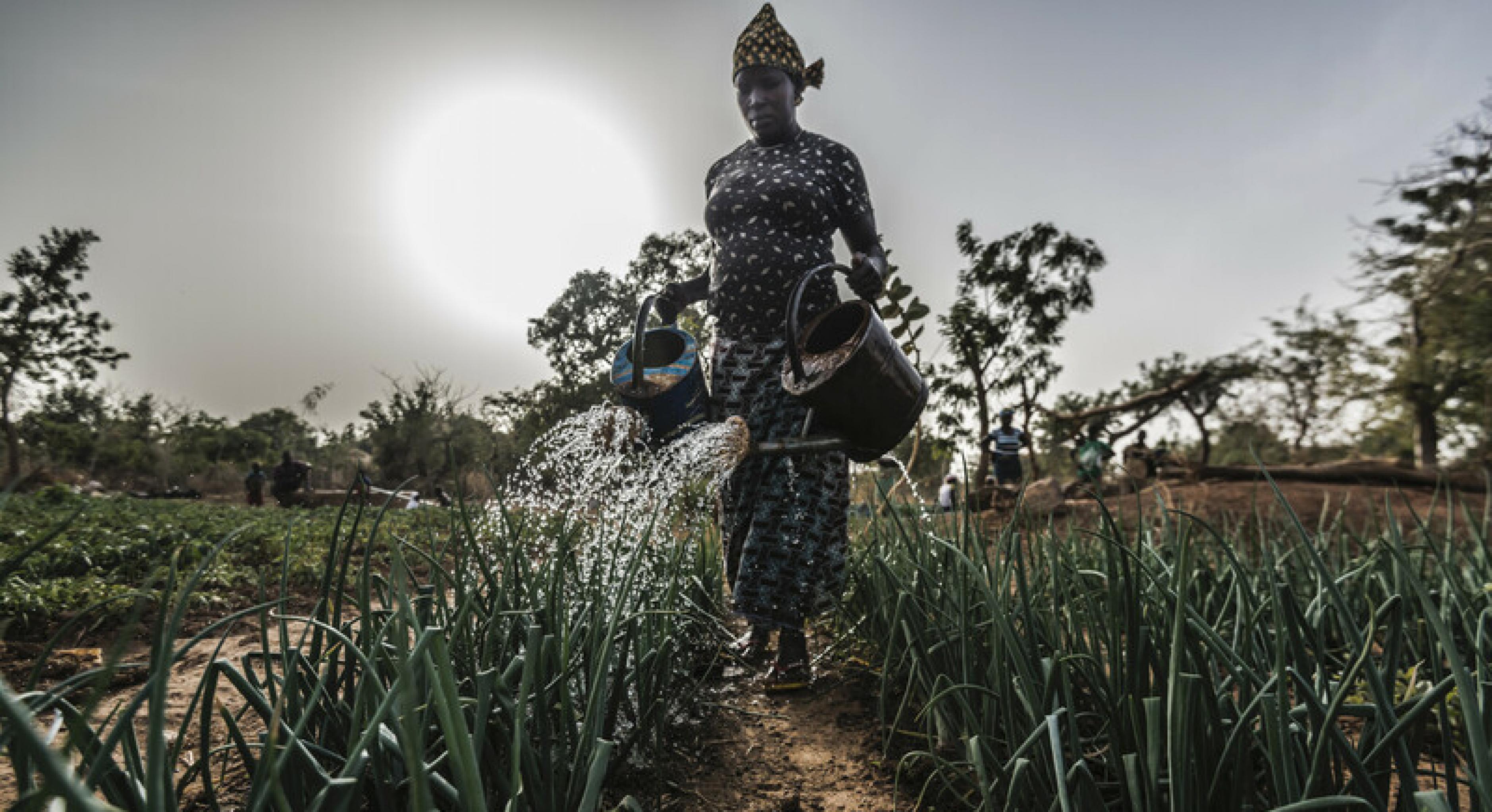 Aguiratou Ouedraogo in Burkina Faso wässert ihr Feld mit Gießkannen.