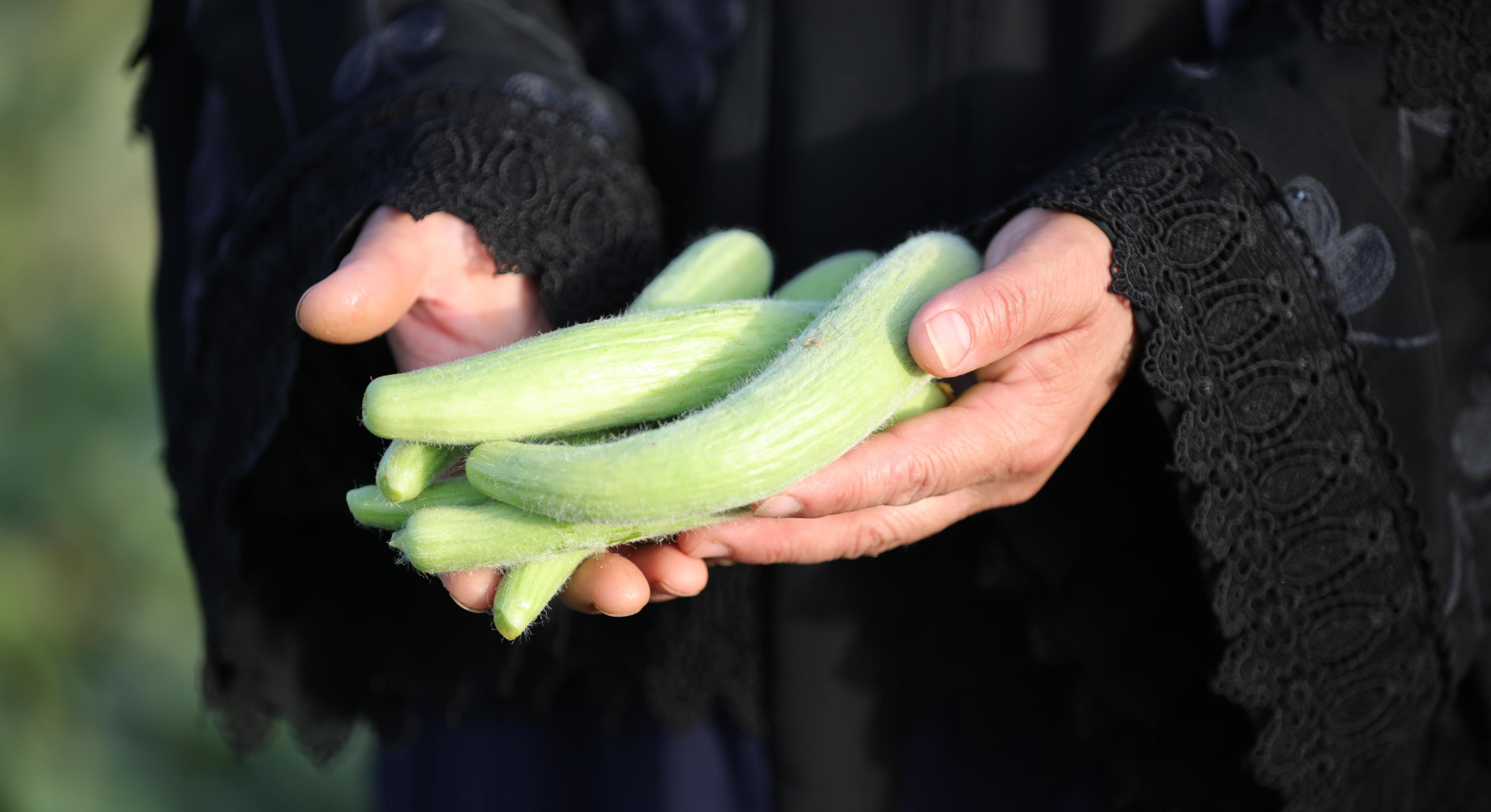 Zwei Hände halten einige Gurken. Die Hände gehören zu einer palästinensischen Bäuerin im Dorf Deir Ballout im Norden des Westjordanlands. 