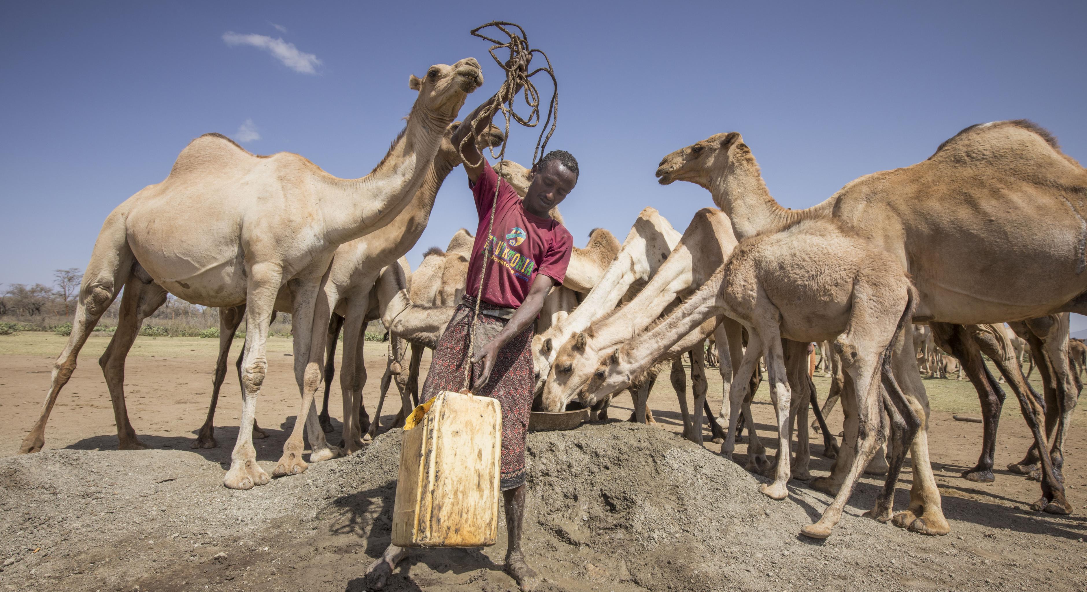 Mohamed Abdi Gedy mit seinen Kamelen
