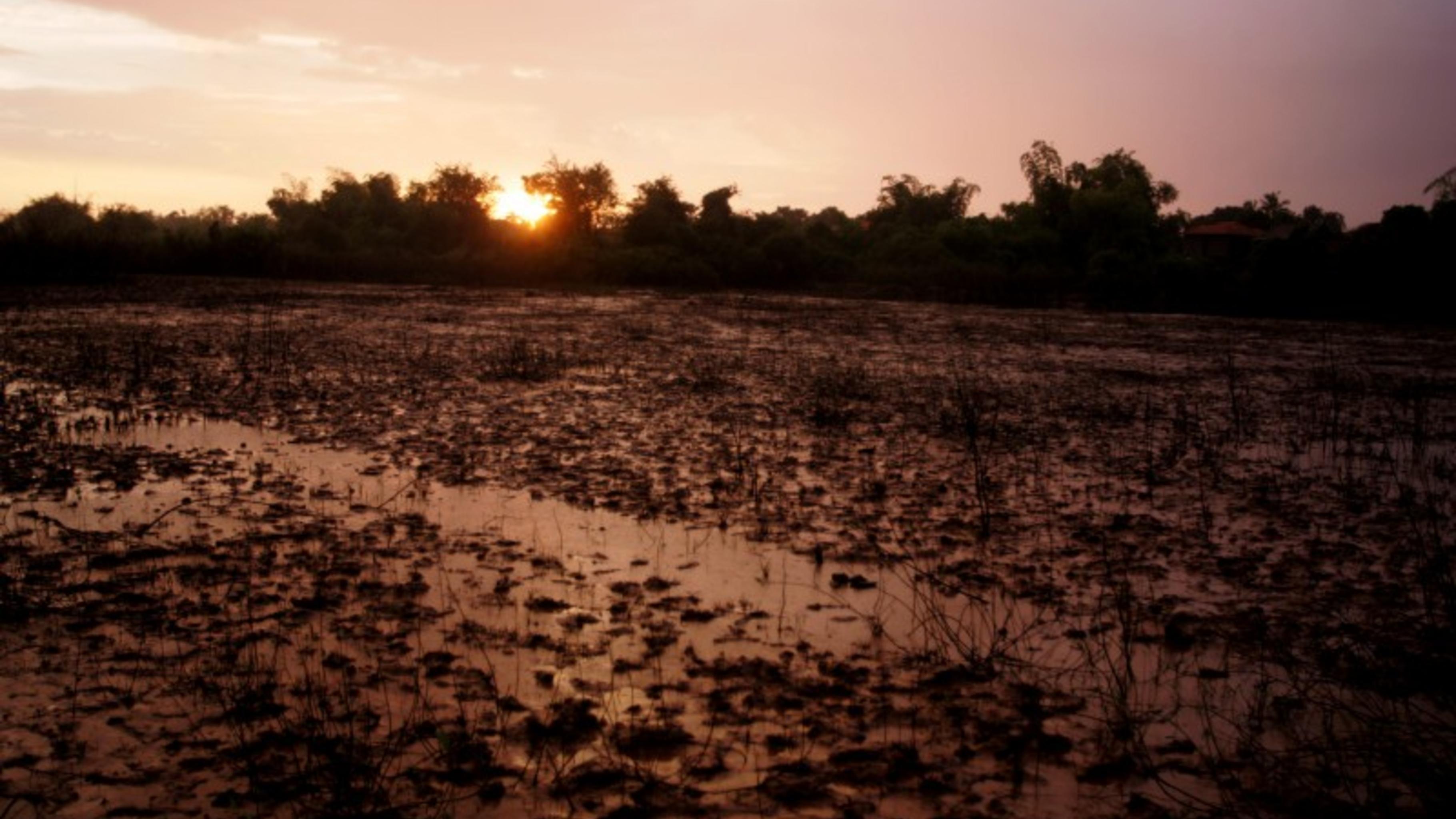 Überschwemmtes Reisfeld bei Sonnenuntergang