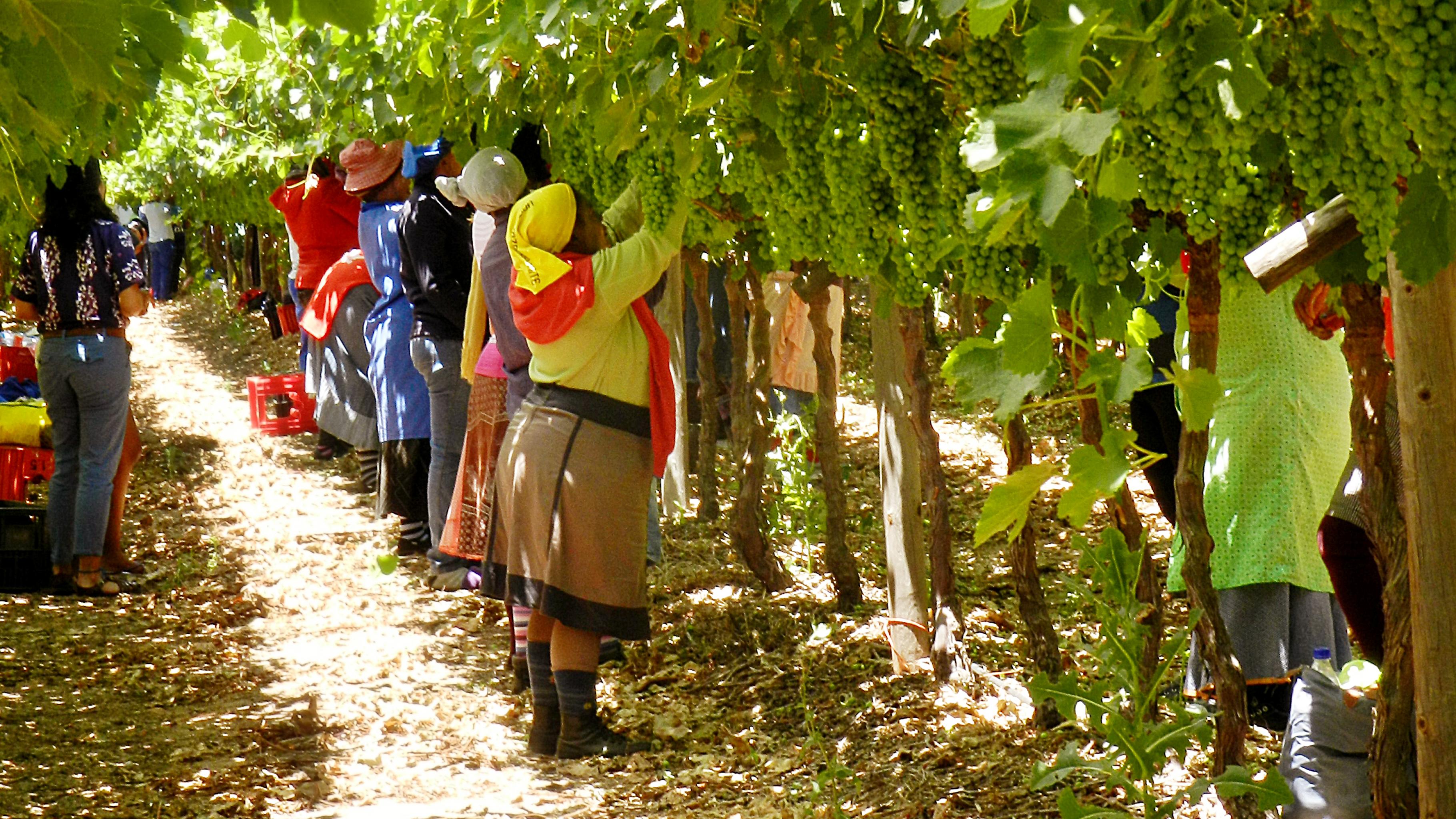 Frauen arbeiten auf einer Weinplantage