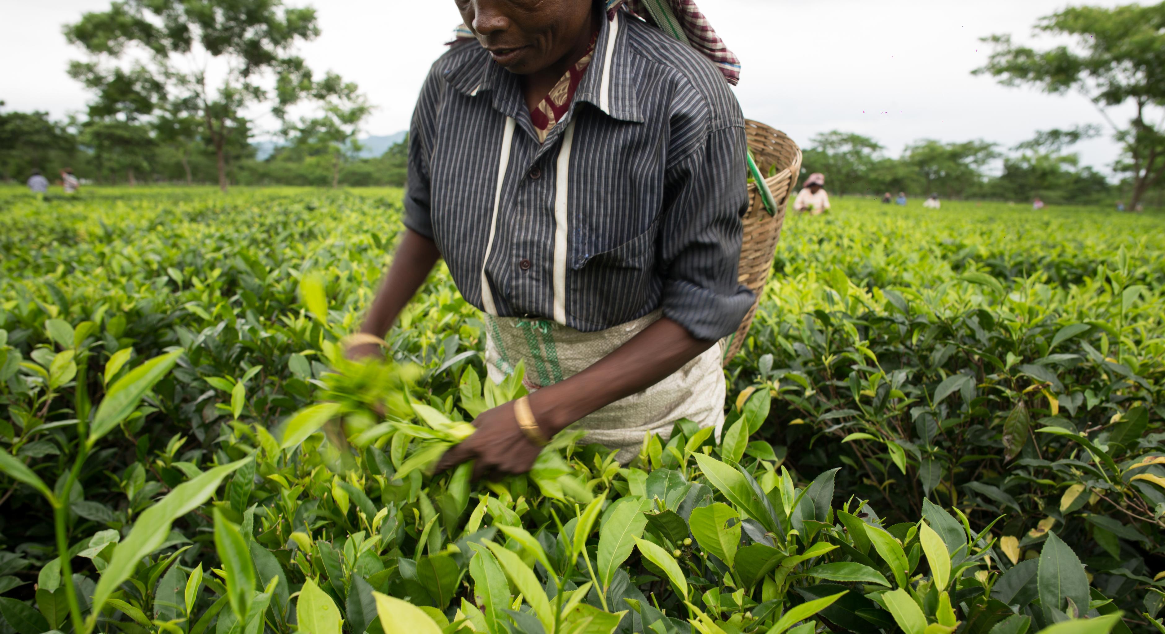 Teepflückerin in Indien