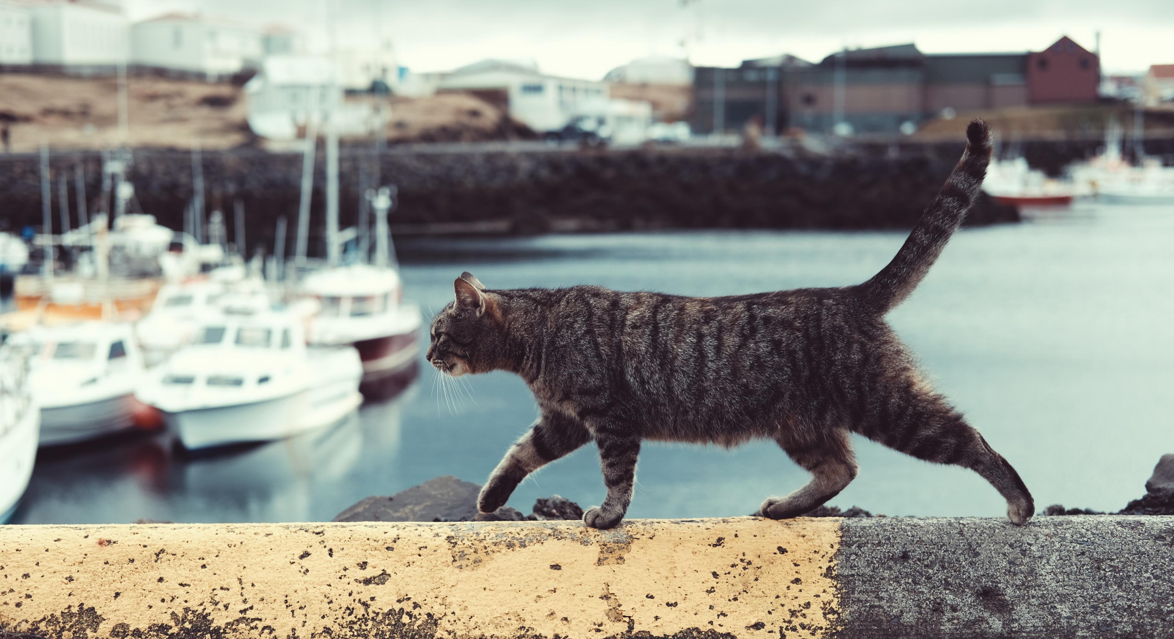 Eine schwarz-graue Katze schleicht auf einer Mauer, im Hintergrund ein Jachthafen
