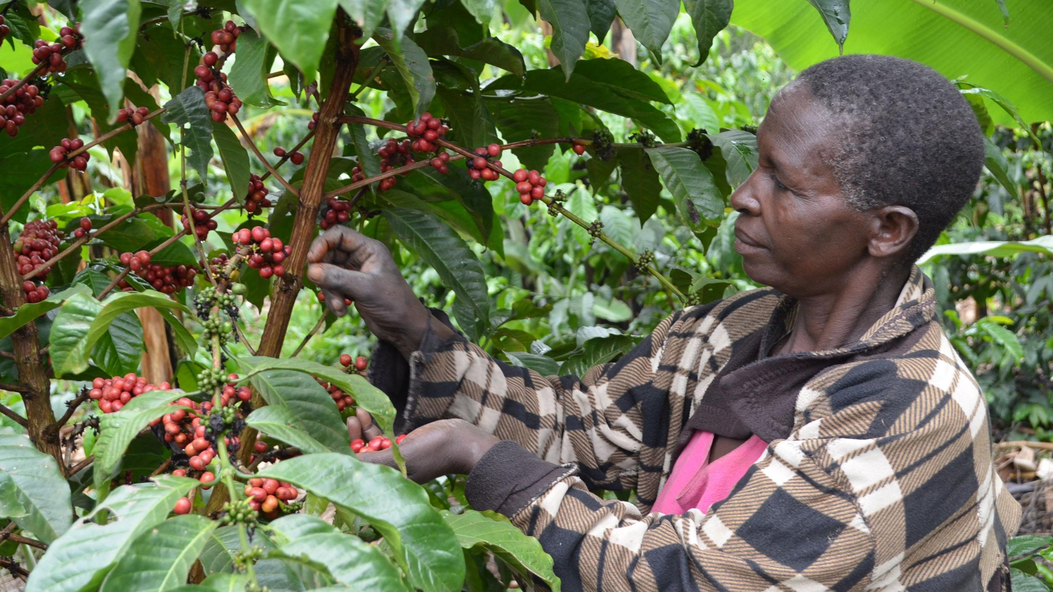 Eine Frau pflückt die Früchte einer Kaffeepflanze