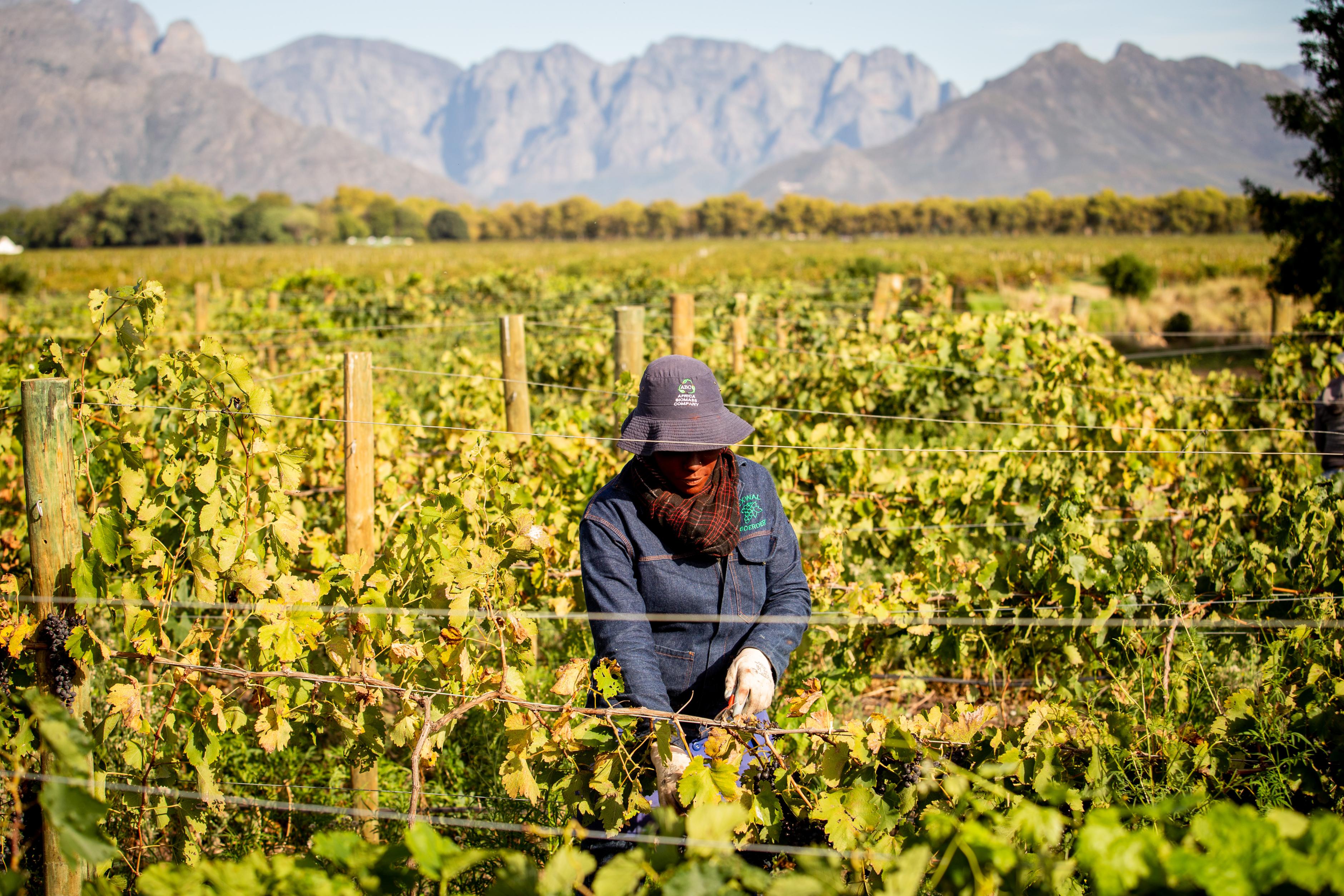 Farmarbeiterin auf einer Weinplantage, umgeben von Weinreben. Sie trägt langärmilige Arbeitskleidung, Handschuhe und einen Hut. Im Hintergrund ist eine Gebirgskette zu sehen.