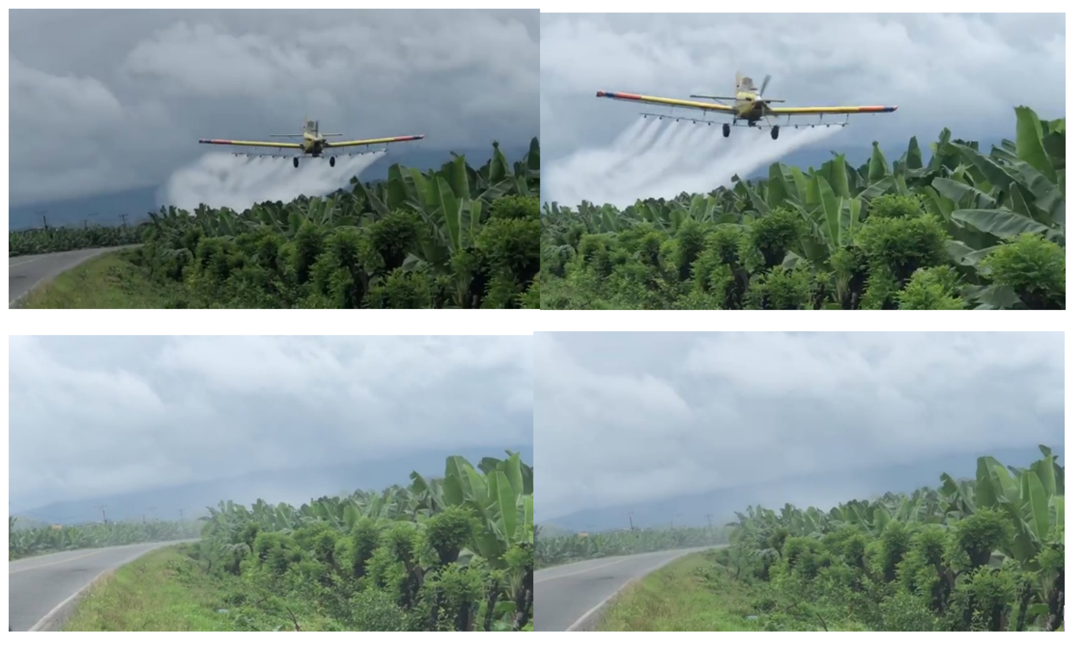 Ein Flugzeug fliegt über eine Bananenplantage in Ecuador und versprüht Pestizide. Durch die Plantage führt auch eine Straße, die mit besprüht wird.