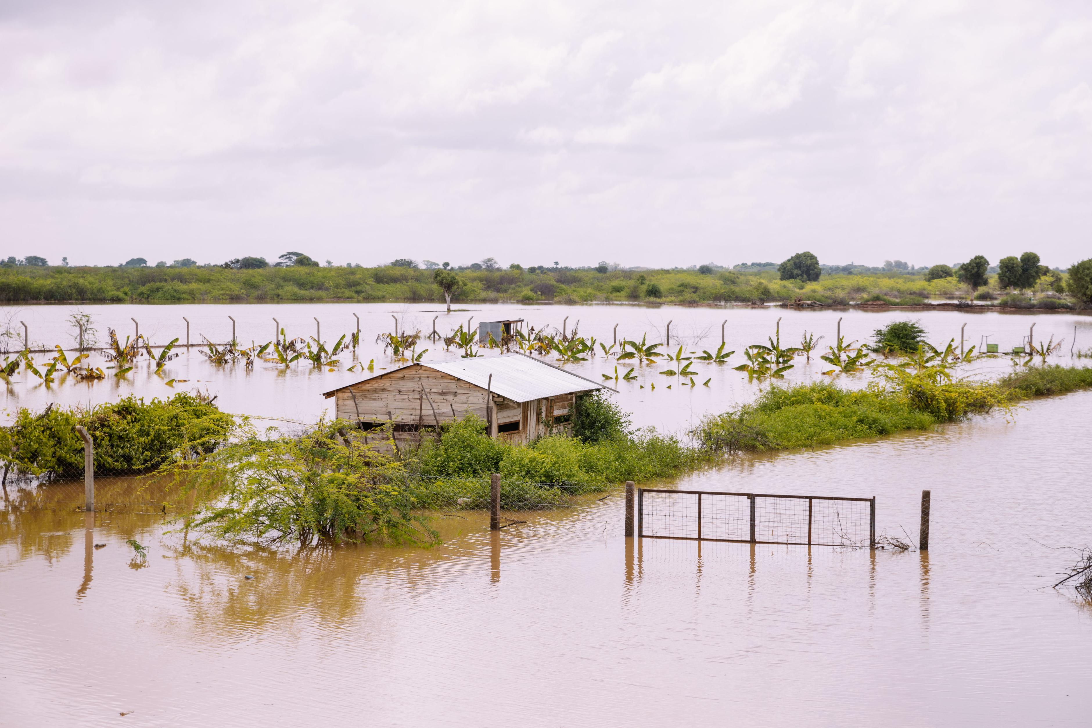 Eine landwirtschaftliche Fläche mit Palmen und einer Hütte steht unter Wasser