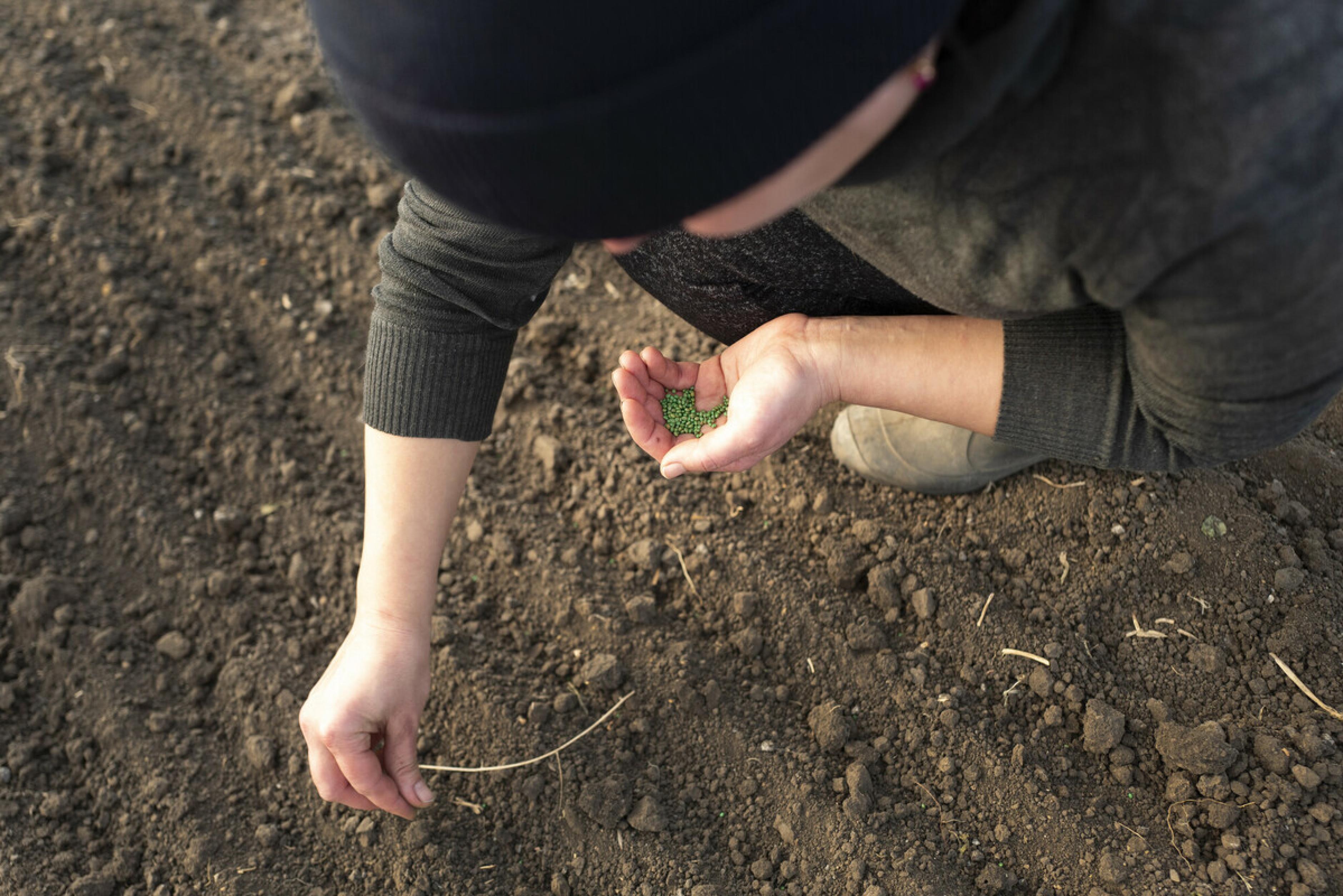 Valentyna Fedorenko hält grüne Samen in der Hand und streut sie auf Erde.