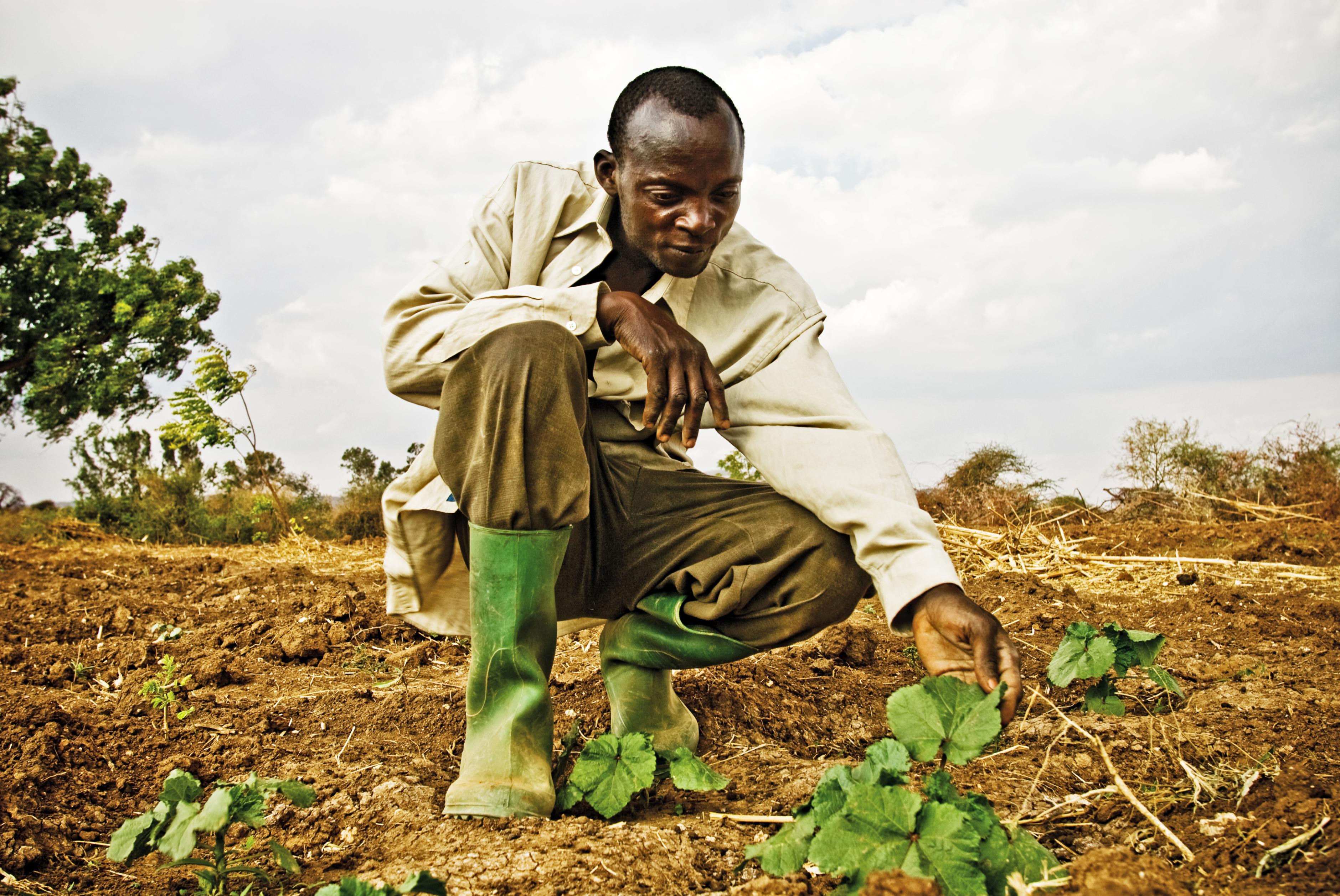 Mann in Tansania baut auf einem Feld Gemüse an