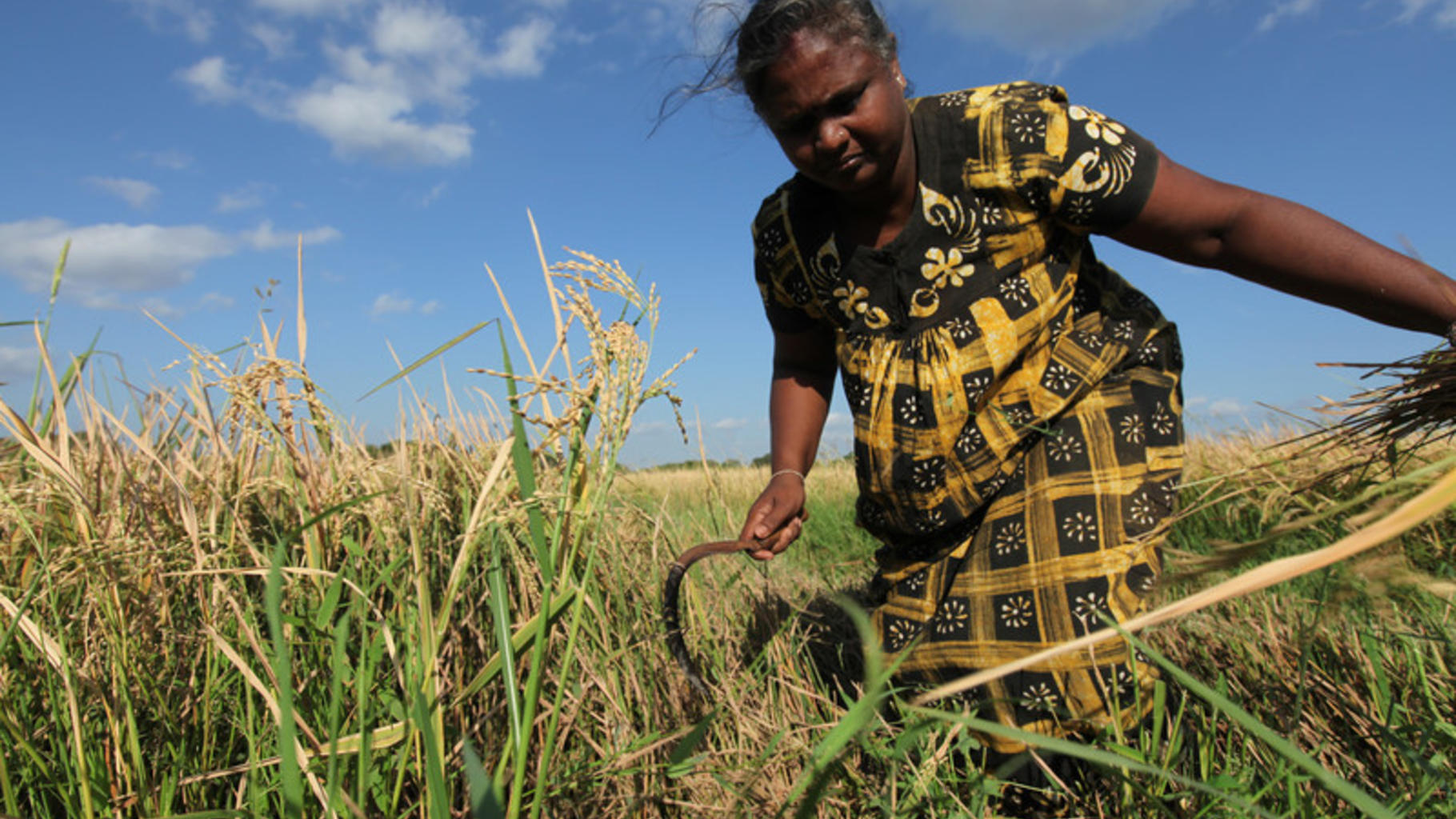 Rasmala, eine Frau aus Sri Lanka, arbeitet auf dem Feld.