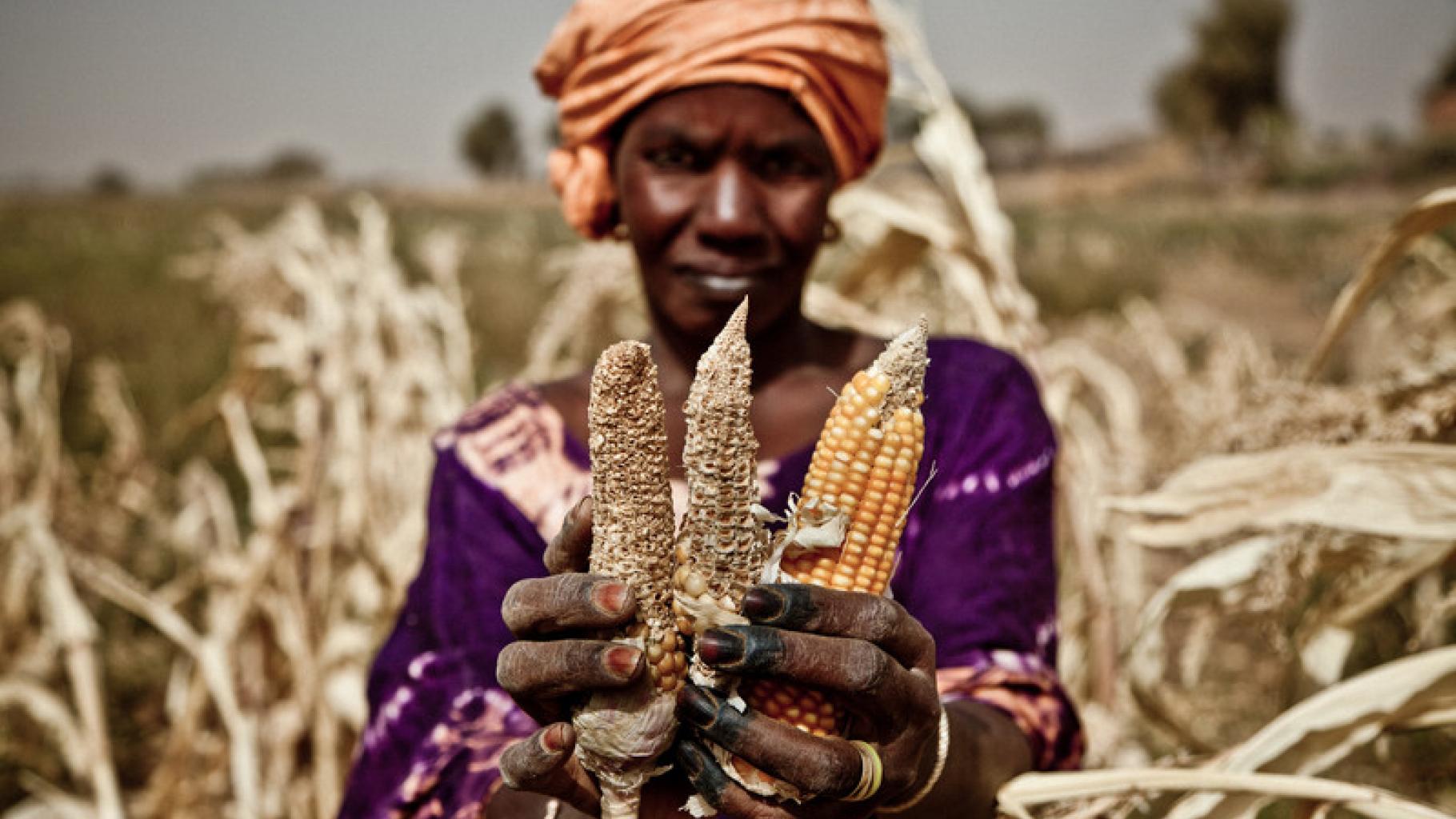 Bäuerin Aissata Abdoul Diop, Mauretanien, zeigt im März vertrocknete Maiskolben. Missernten und hohe Nahrungsmittelpreise gefährden die Ernährungssicherheit von Millionen von Menschen.