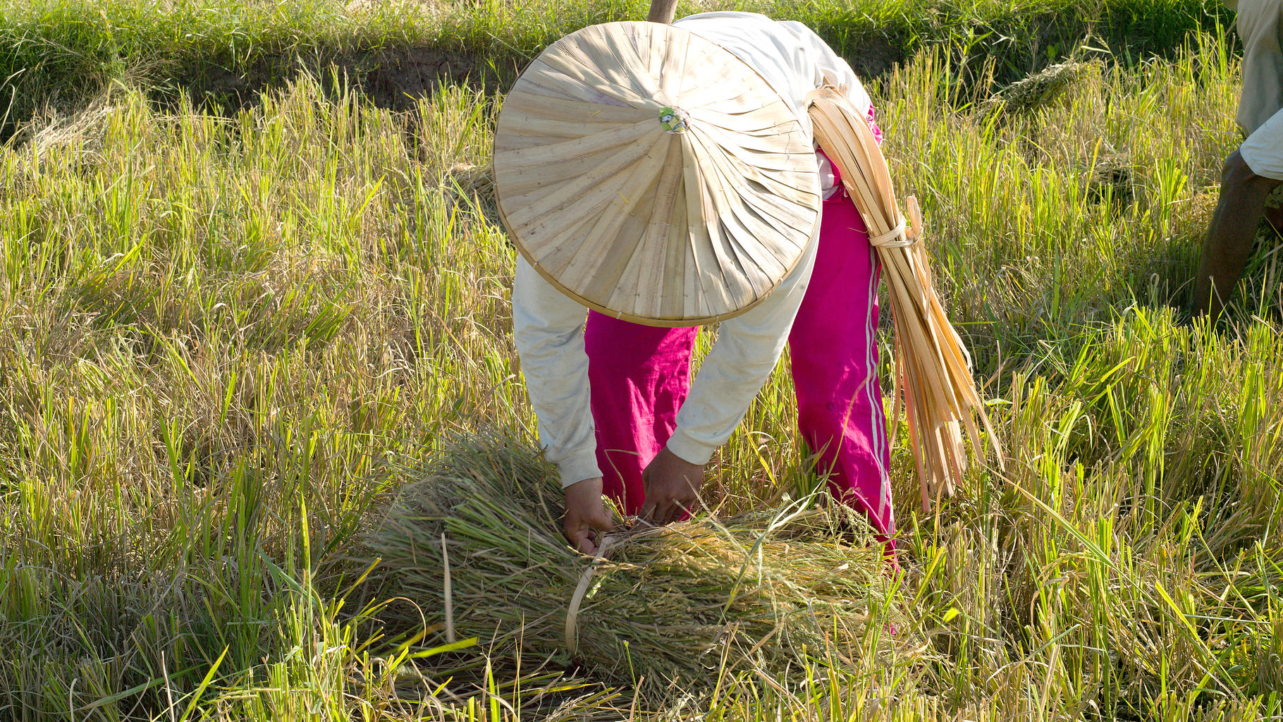 Jilena Pineda lernte im Oxfam Workshop das System of Rice Intensification kennen