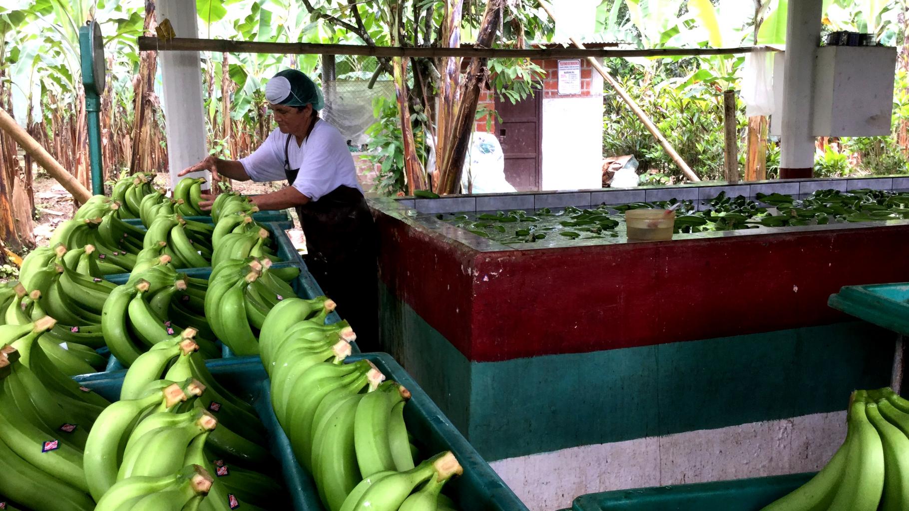 Ein Arbeiter auf einer Bananenplantage in Ecuador
