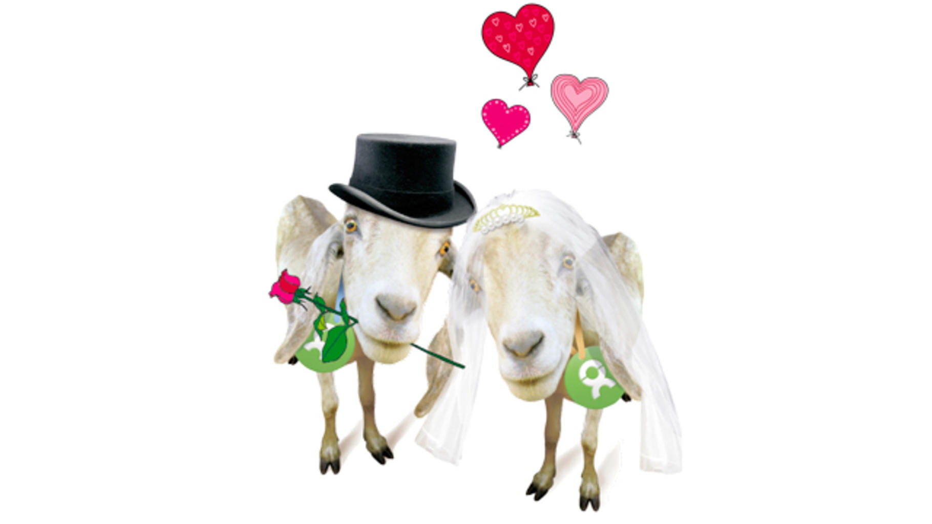 Ein Ziegenpärchen von OxfamUnverpackt - das originelle Geschenk zur Hochzeit