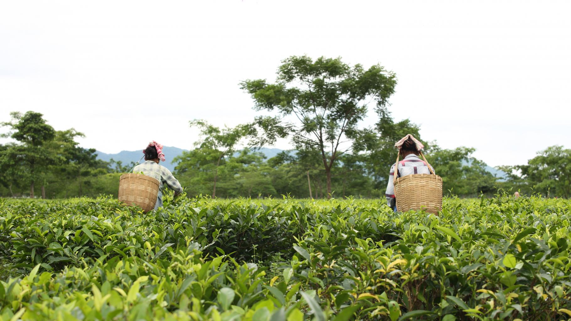 Zwei Arbeiterinnen mit Körben auf dem Rücken pflücken Teeplanzen auf einer Teeplantage 