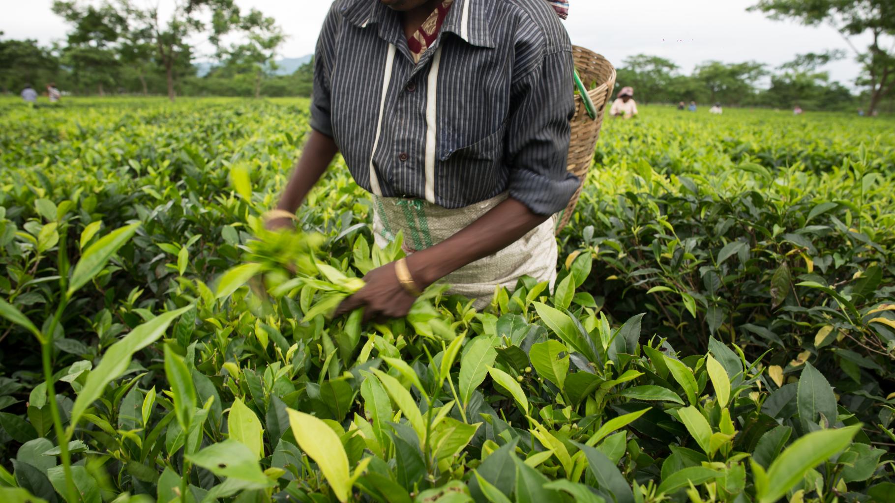 Man sieht den Oberkörper einer Person beim Pflücken von Teepflanzen. Sie trägt einen Korb auf dem Rücken, sowie ein Hemd aus Leinen.