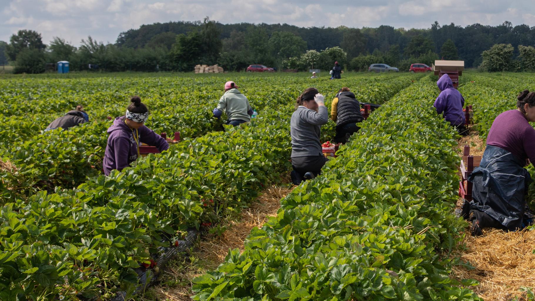 Zwischen langen Pflanzen-Reihen kniend ernten Arbeiter*innen Erdbeeren