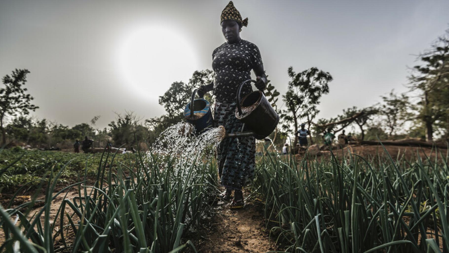 Aguiratou Ouedraogo in Burkina Faso wässert ihr Feld mit Gießkannen.