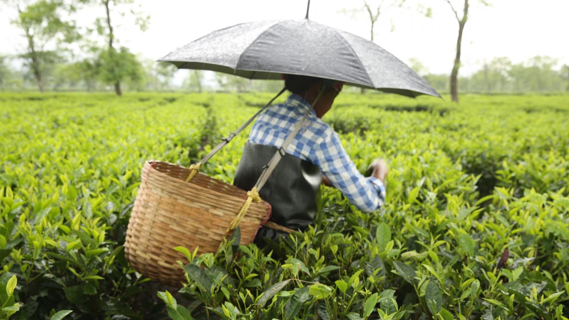 Eine Arbeiterin erntet Tee in Assam mit einem Regenschirm, den sie auf ihrem Kopf trägt