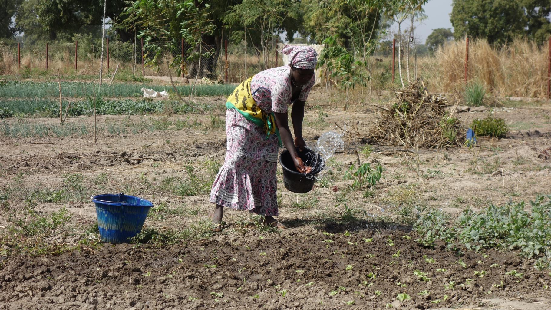 Sengou Diakité schüttet Wasser aus einem schwarzen Plastikeimer auf ein Feld.