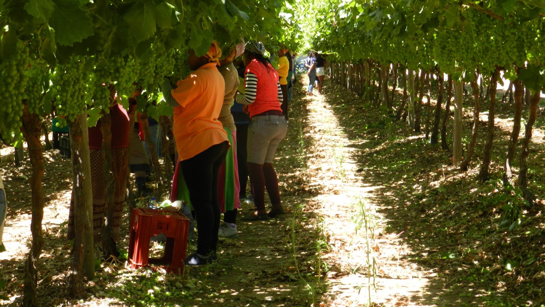 Farmarbeiter*innen stehen unter Weinreben und pflücken den Wein