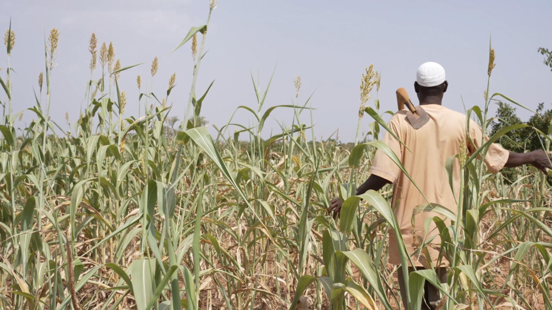 Idrissa Ouedraogo ist ein Bauer in Burkina Faso. Er steht in einem Getreidefeld, das sehr trocken aussieht. Er hat der Kamera den Rücken zugedreht und trägt eine Hacke über der Schulter.