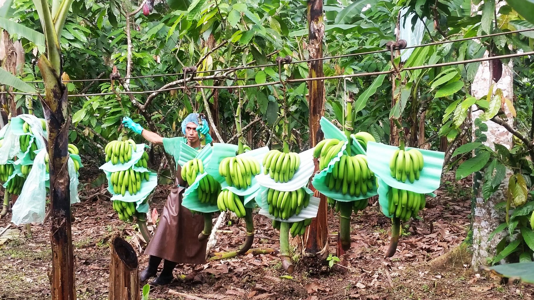 Bananenproduktion in Ecuador 