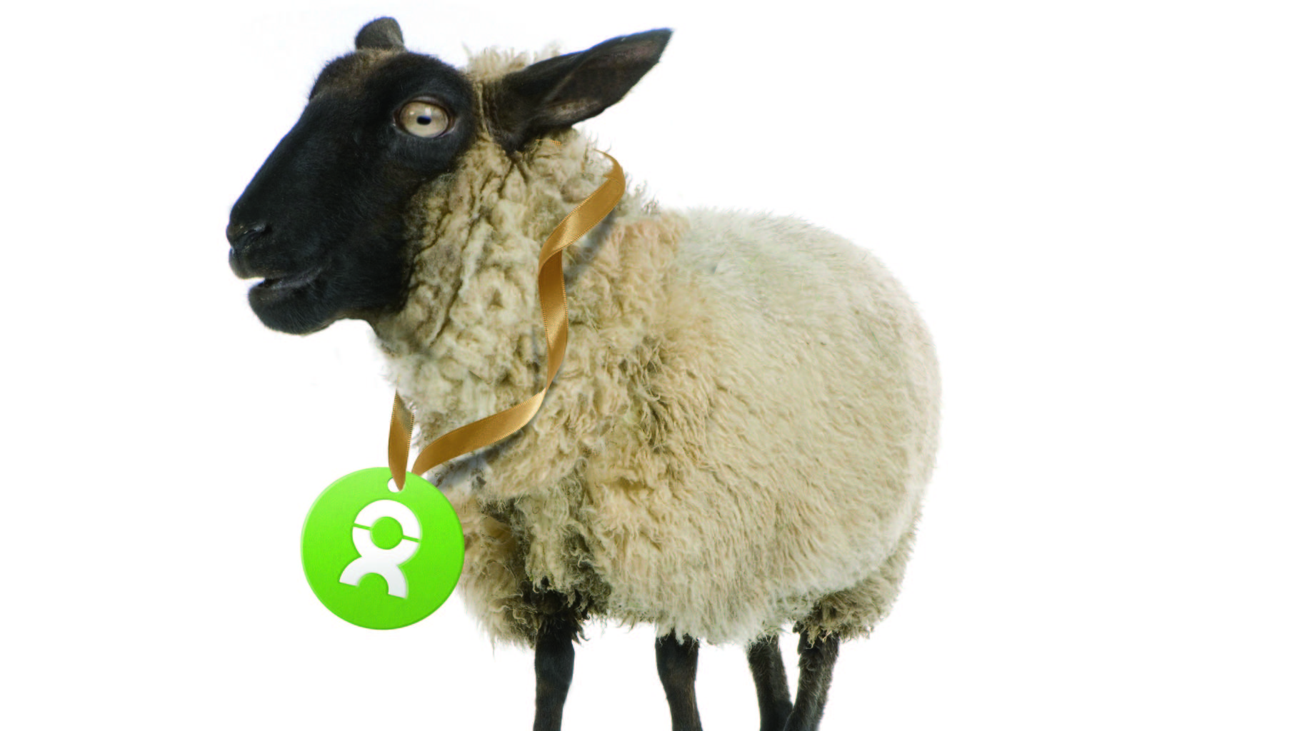 Geschenk "Schaf" von OxfamUnverpackt.de