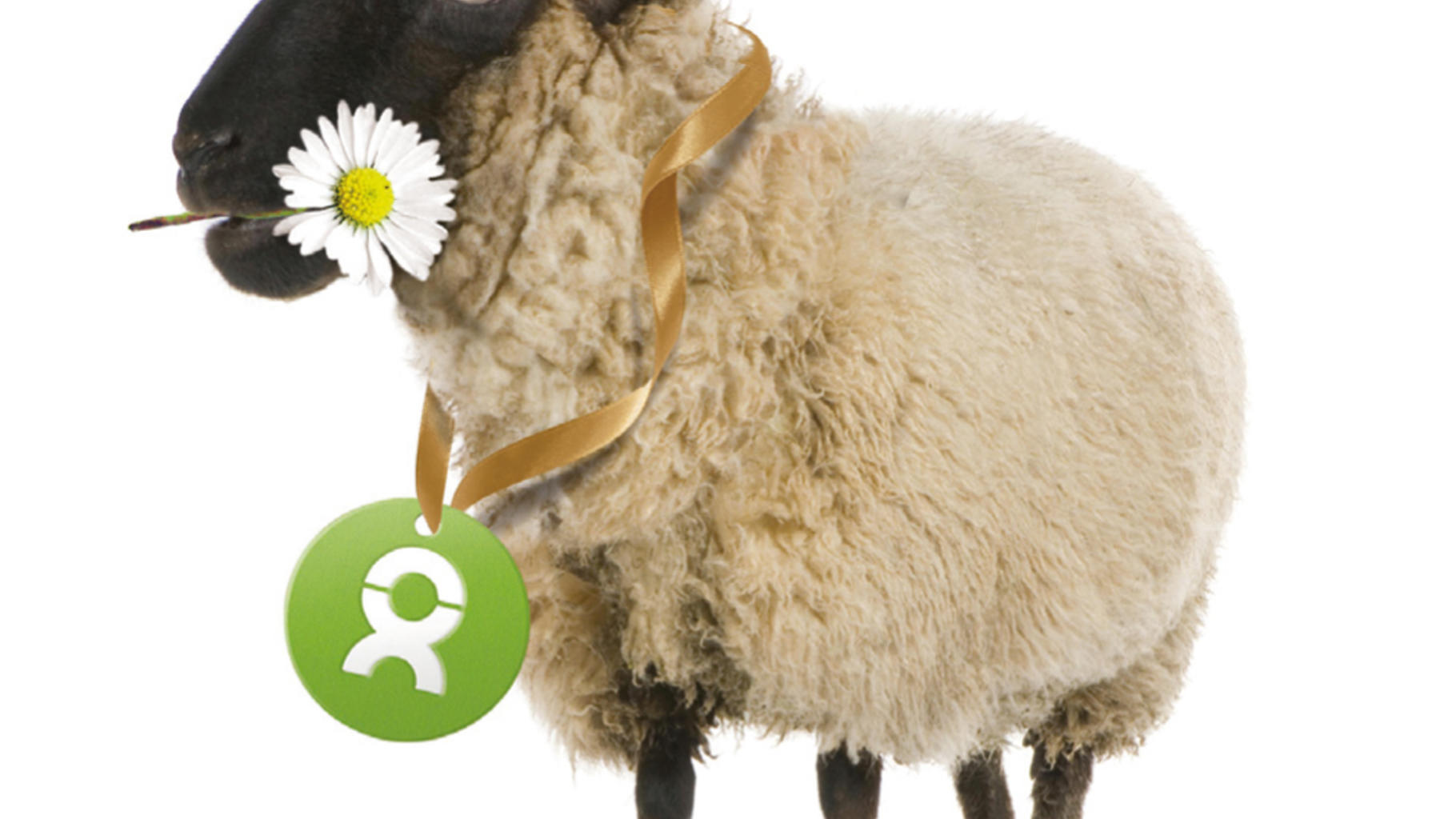 Charity-Geschenke zum Muttertag: ein kuscheliges Schaf