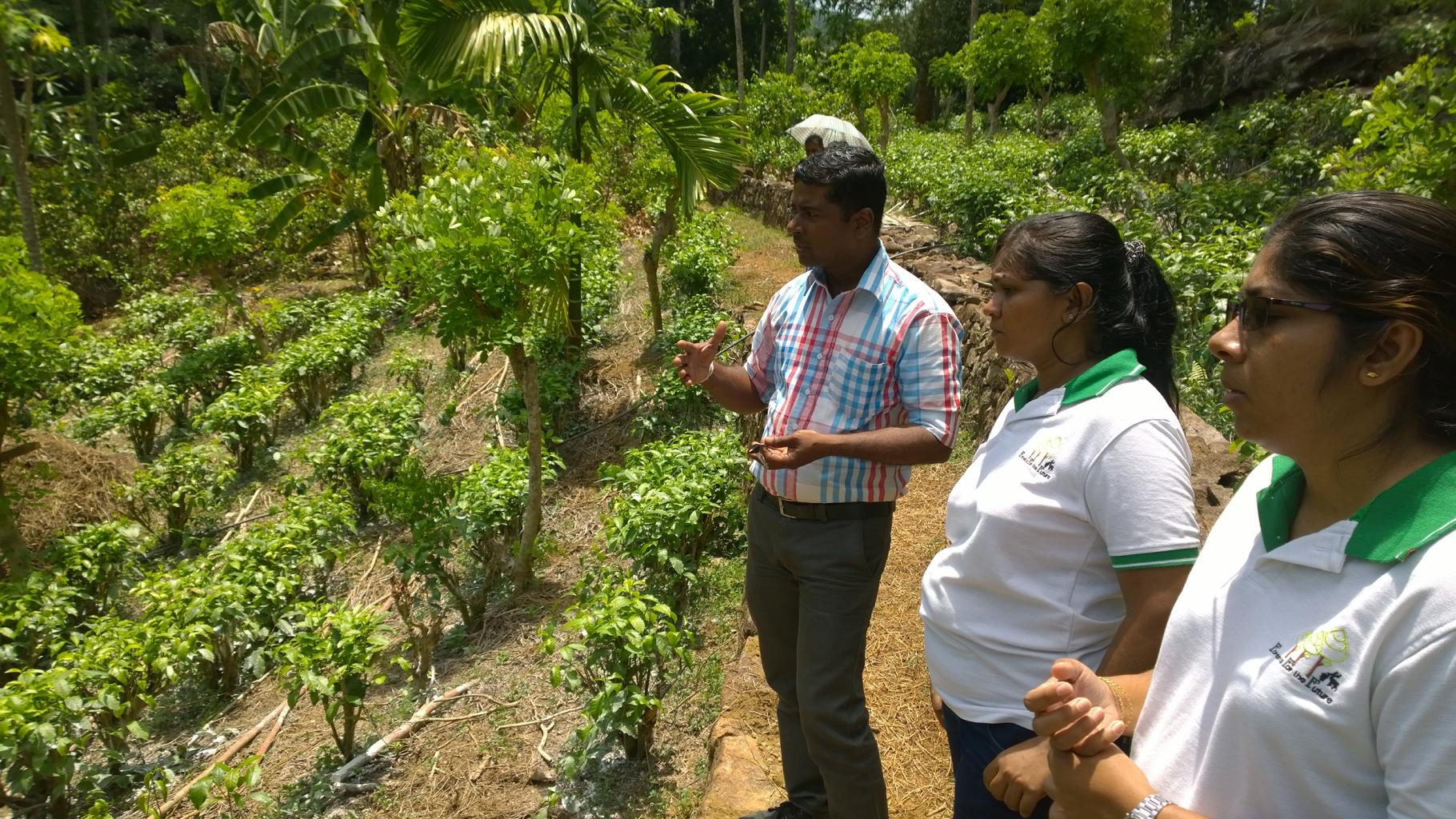 Mitarbeiter*innen von Rainforest Rescue International (RRI) schulen lokale Kleinbauernfamilien