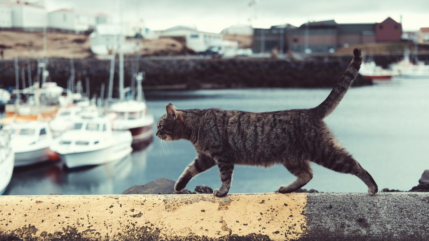 Eine schwarz-graue Katze schleicht auf einer Mauer, im Hintergrund ein Jachthafen
