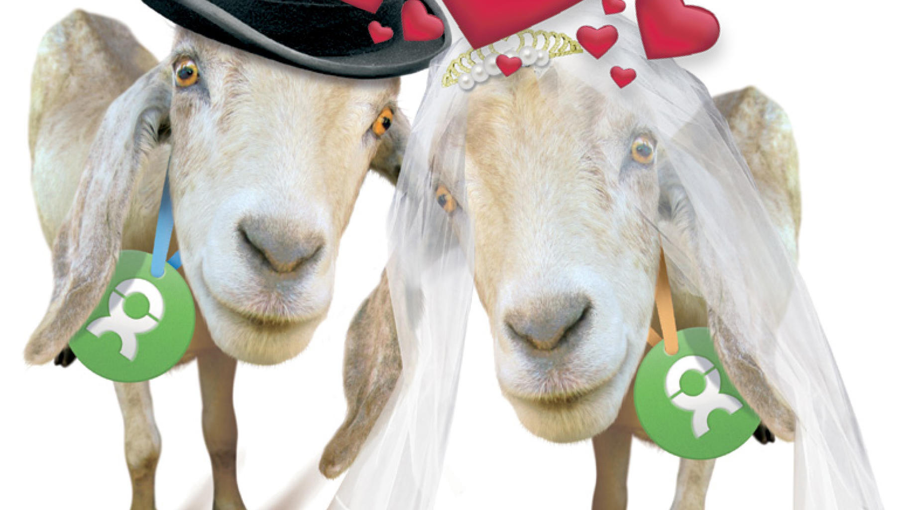 Ziegen zum Verlieben: Am 14. Februar ist Valentinstag! © Oxfam Deutschland