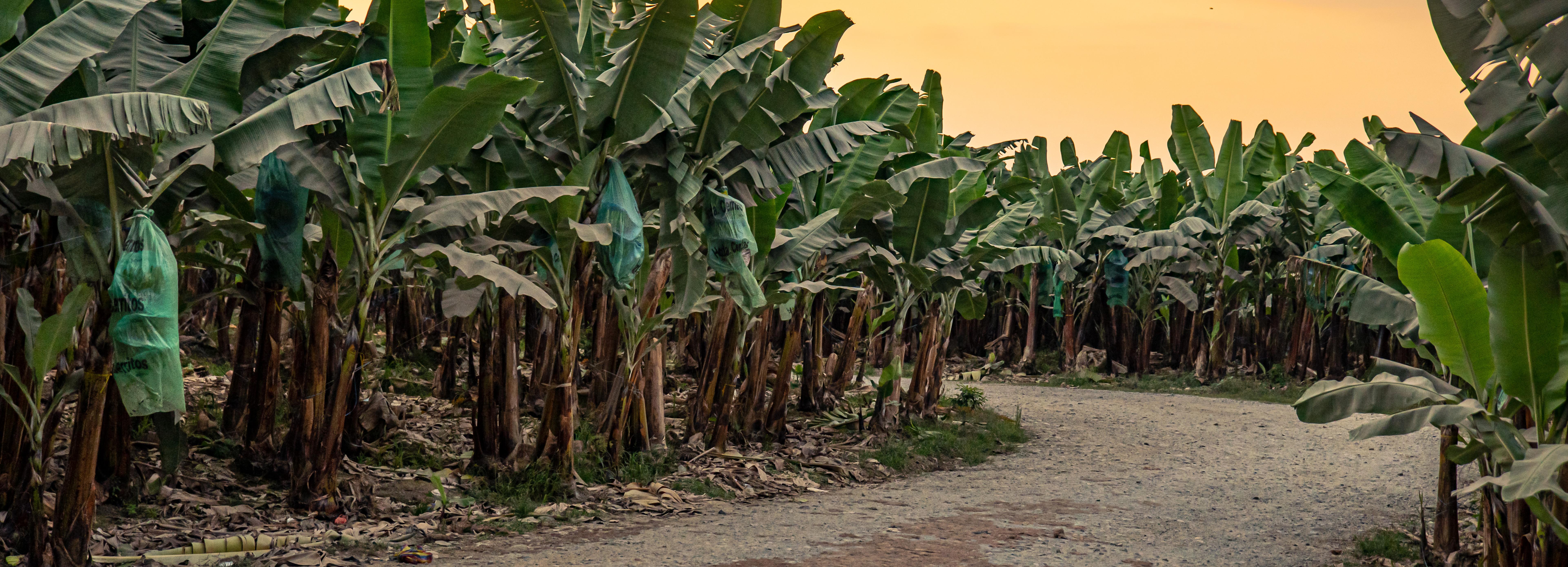 Eine unbefestigte Straße führt durch eine Bananenplantage