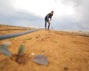 „Indem ich meine Pflanzen pflege, nähre ich auch einen Traum von Stabilität, Wachstum und einer blühenden Gemeinschaft.“ Rami Taha musste seine Hühnerzucht wegen des Krieges in Gaza aufgeben. it der Unterstützung von Oxfam, @PARC, und der EU hat er auf die Zucht von Rotkohl umgestellt. Ein Mann legt einen Schlauch über ein Feld mit sehr jungen Pflanzen