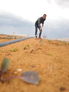 „Indem ich meine Pflanzen pflege, nähre ich auch einen Traum von Stabilität, Wachstum und einer blühenden Gemeinschaft.“ Rami Taha musste seine Hühnerzucht wegen des Krieges in Gaza aufgeben. it der Unterstützung von Oxfam, @PARC, und der EU hat er auf die Zucht von Rotkohl umgestellt. Ein Mann legt einen Schlauch über ein Feld mit sehr jungen Pflanzen