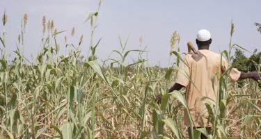 Idrissa Ouedraogo ist ein Bauer in der Region Centre-Nord in Burkina Faso. Seine Hirse-, Mais- und Bohnenernte ist aufgrund der ausbleibenden Niederschläge verdorrt und seine Tiere finden kein Futter mehr. Vor ein paar Jahren konnte er seine Ernte verkaufen und mit dem Erlös seine Kinder zur Schule schicken und sie medizinisch versorgen. Jetzt reicht das Geld, das er bekommt, nicht mehr aus. Idrissa Ouedraogo ist ein Bauer in der Region Centre-Nord in Burkina Faso. Er steht mit dem Rücken zur Kamera in einem Feld, das sehr trocken aussieht.